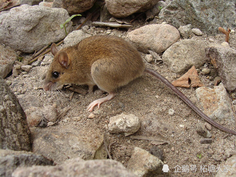重新发现的火山老鼠被认为已灭绝