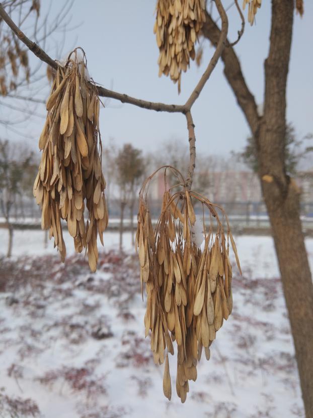 白蜡树果实(白蜡树果实类型是翅果吗)