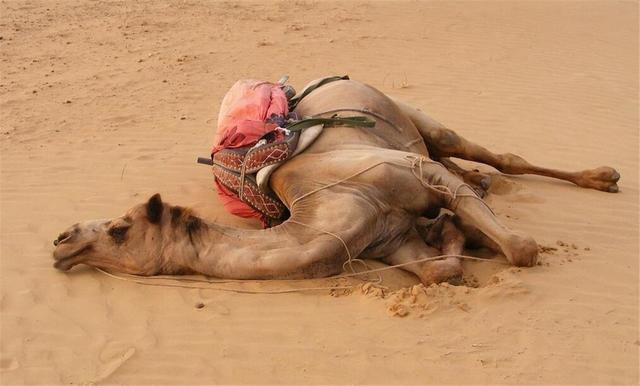 澳洲骆驼泛滥成灾政府下令射杀1万头吃货暴殄天物