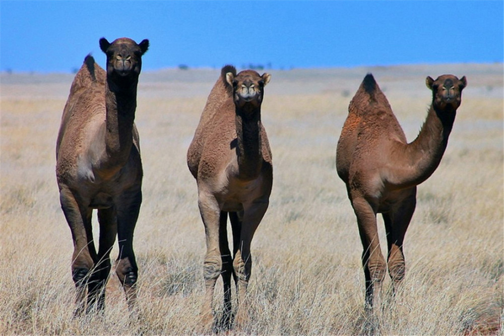 澳洲骆驼泛滥成灾政府下令射杀1万头吃货暴殄天物