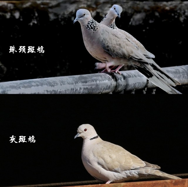 被稱為野鴿子的斑鳩原來也可以這麼漂亮