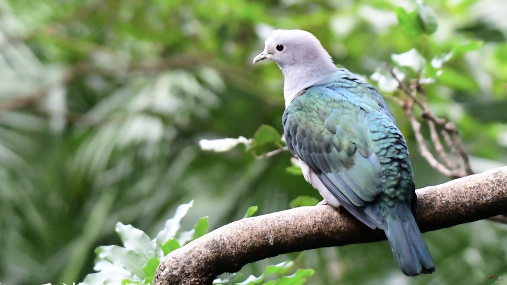 被稱為野鴿子的斑鳩原來也可以這麼漂亮