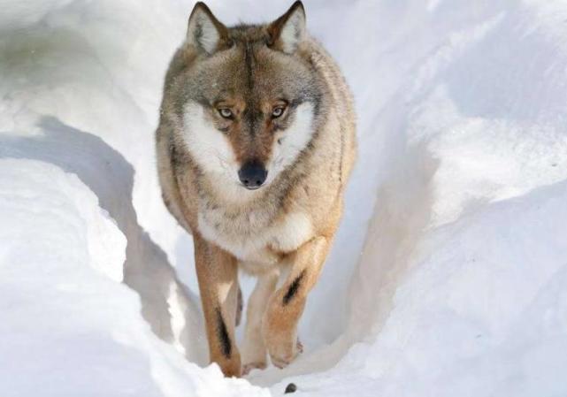 心理测试:假如有4匹狼,哪匹是头狼?测你的野心到底有多大!