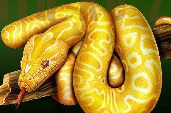 心理测试选一只黄金蟒测出你财运最旺的年龄段超准