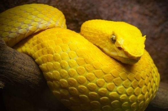 心理测试选一只黄金蟒测出你财运最旺的年龄段超准