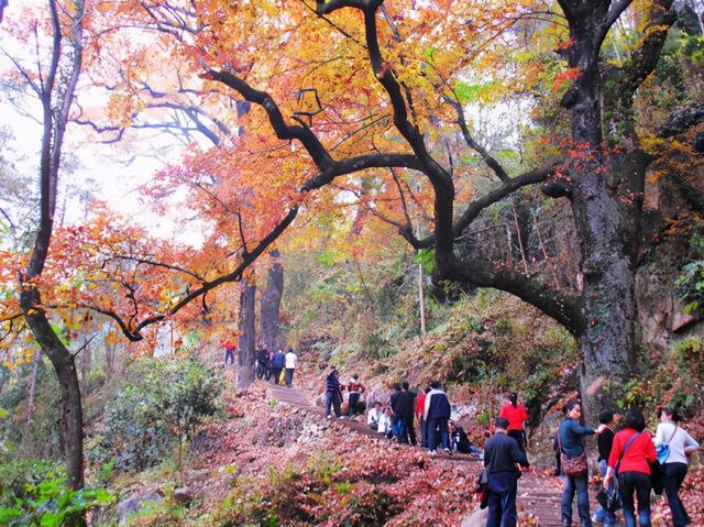 温州文成一条古道走红,全长5公里共4500多级,已有千年历史