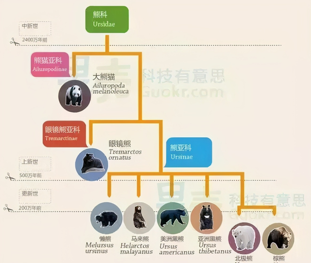 熊猫为什么会成为国宝?