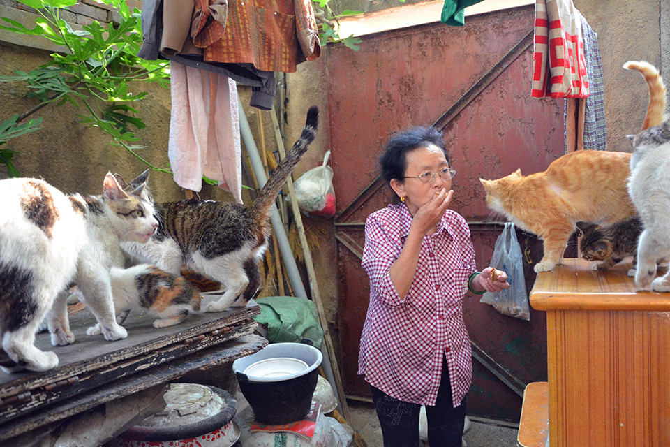 流浪动物的 生态 争议 流浪猫问题从未如今天那么急迫 腾讯新闻