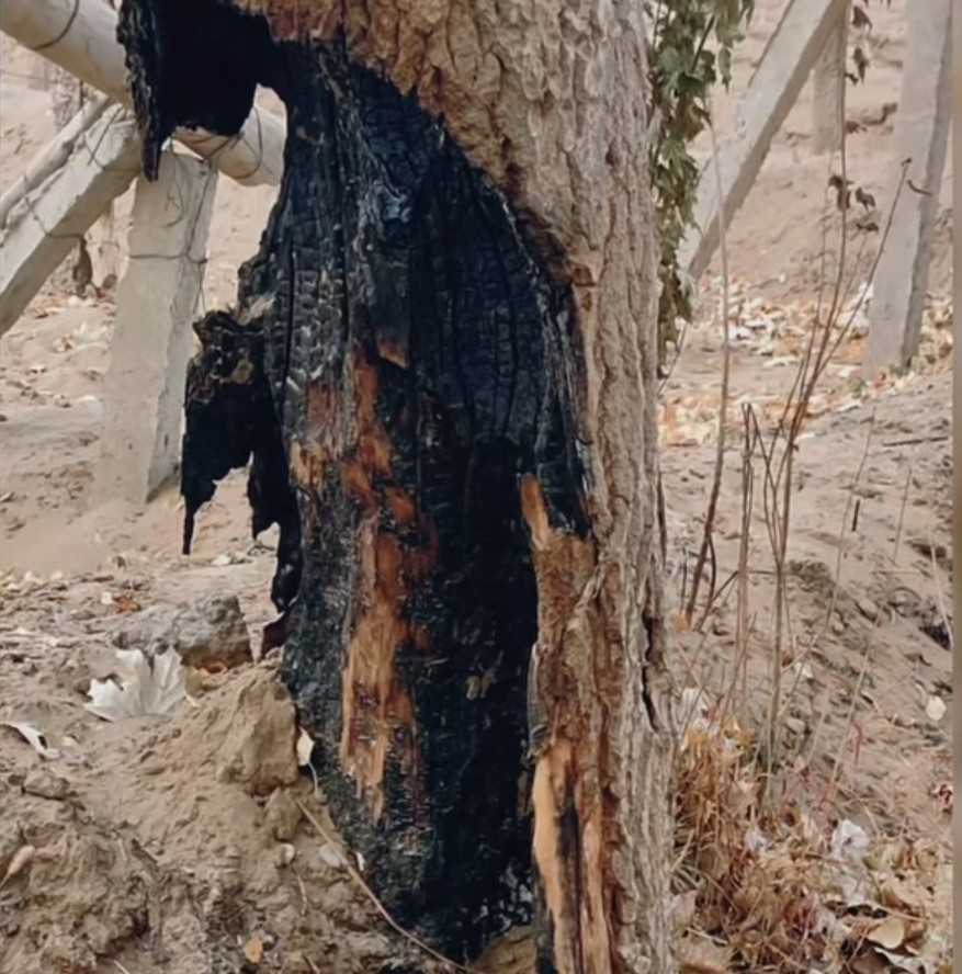 万亩沙漠防护林被毁敦煌防沙最后屏障几近失守