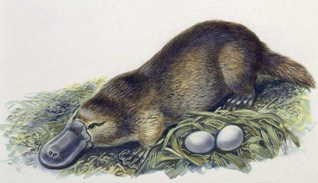 鸭嘴兽有多神奇?像鸭子一样产卵生仔,却像人类一样哺乳