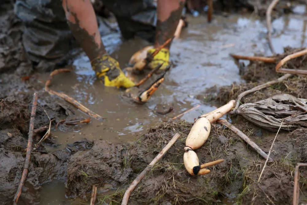 东阳挖藕人在淤泥中淘金一天可挖100多斤