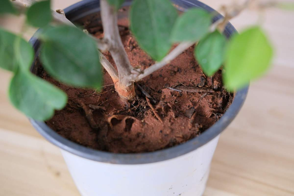 植物徒长有原因,简单4招告别徒长,养花再也没烦恼!_腾讯新闻