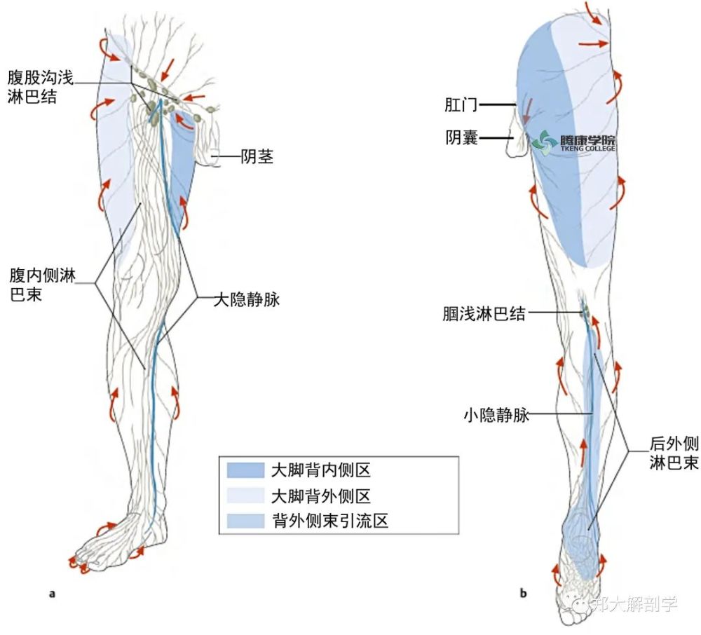 下肢及邻近躯干的浅表引流区,箭头为淋巴主要引流方向.a.正面(前;b.