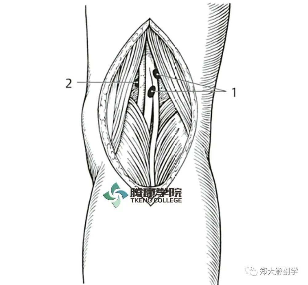 身體不同部位的淋巴引流和局部淋巴結群