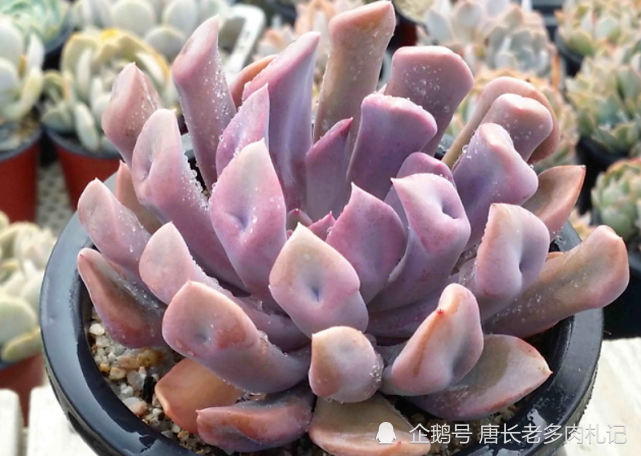 以爱神丘比特为名的多肉,不仅非常好养,养好了叶片还会变成心形