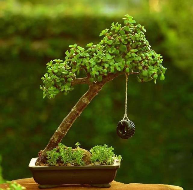 简单实用的方法在这里|金枝玉叶