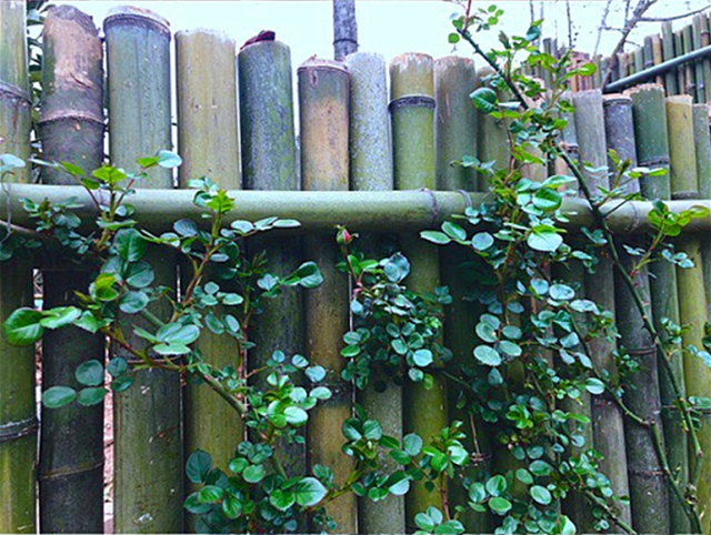 李子柒竹子围墙图片