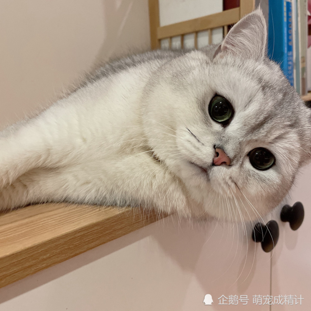 撒娇淘气小可爱来啦发给女朋友绝对萌化她的小心心