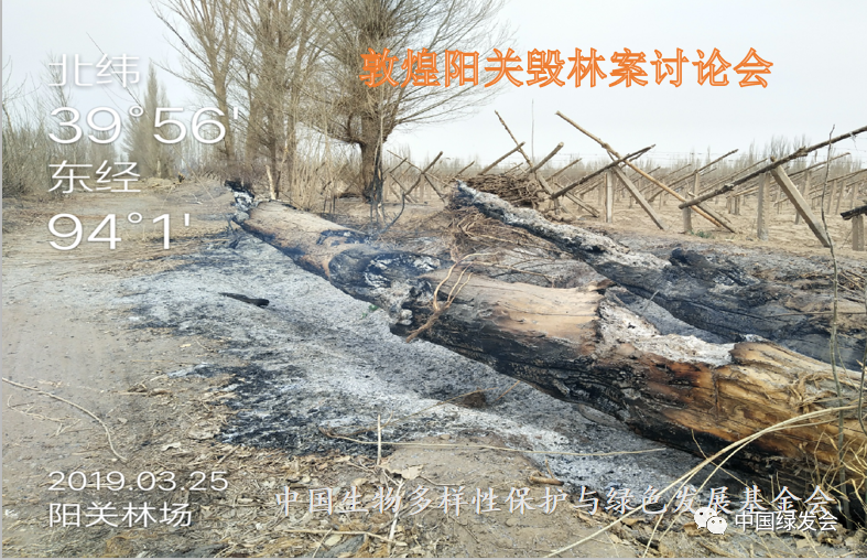 敦煌毁林事件因近日媒体的公开报道,获得了极大社会关注度,甘肃成立
