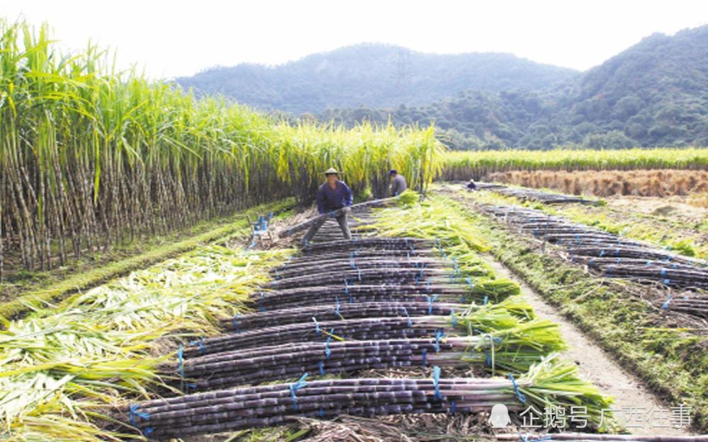 廣西10大甘蔗種植縣都是哪些地方