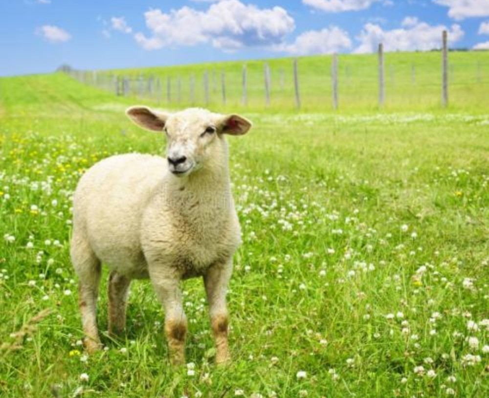 世界 羊 品种大全 以及部位适用范围 耽误你一秒钟看一下 腾讯新闻