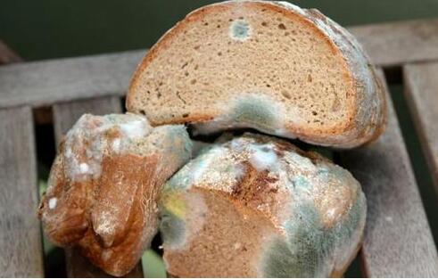 馒头放冰箱超过3天就会产生一级致癌物黄曲霉毒素