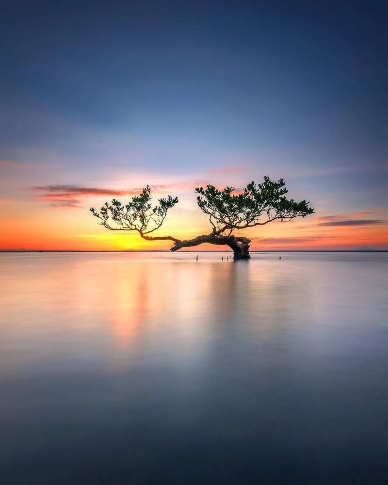 海市蜃楼水中树