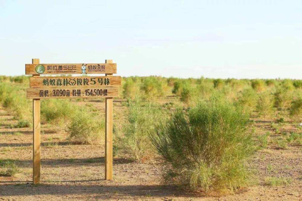 比如梭梭树,樟子松,胡杨等,而支付宝蚂蚁森林则会联合公益合作伙伴在