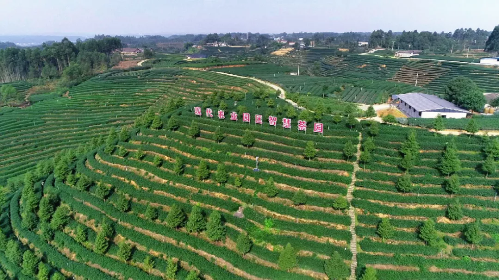 红豆杉小苗怎样种植成活
