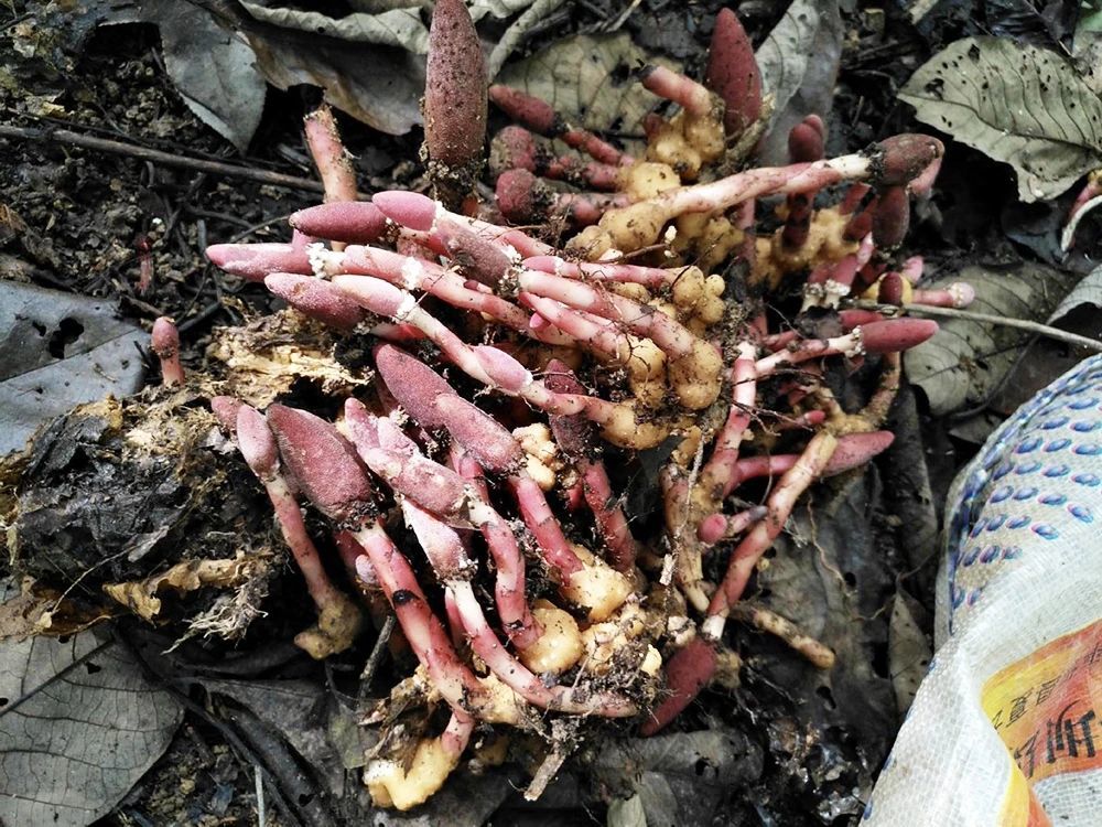 山里见到这种植物,请别忽视,价值极为珍贵,俗称"借母怀胎"_腾讯新闻