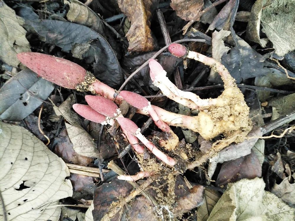 山里见到这种植物,请别忽视,价值极为珍贵,俗称"借母怀胎"_腾讯新闻