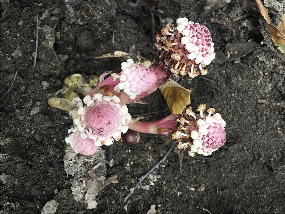 山里见到这种植物,请别忽视,价值极为珍贵,俗称"借母怀胎"_腾讯新闻