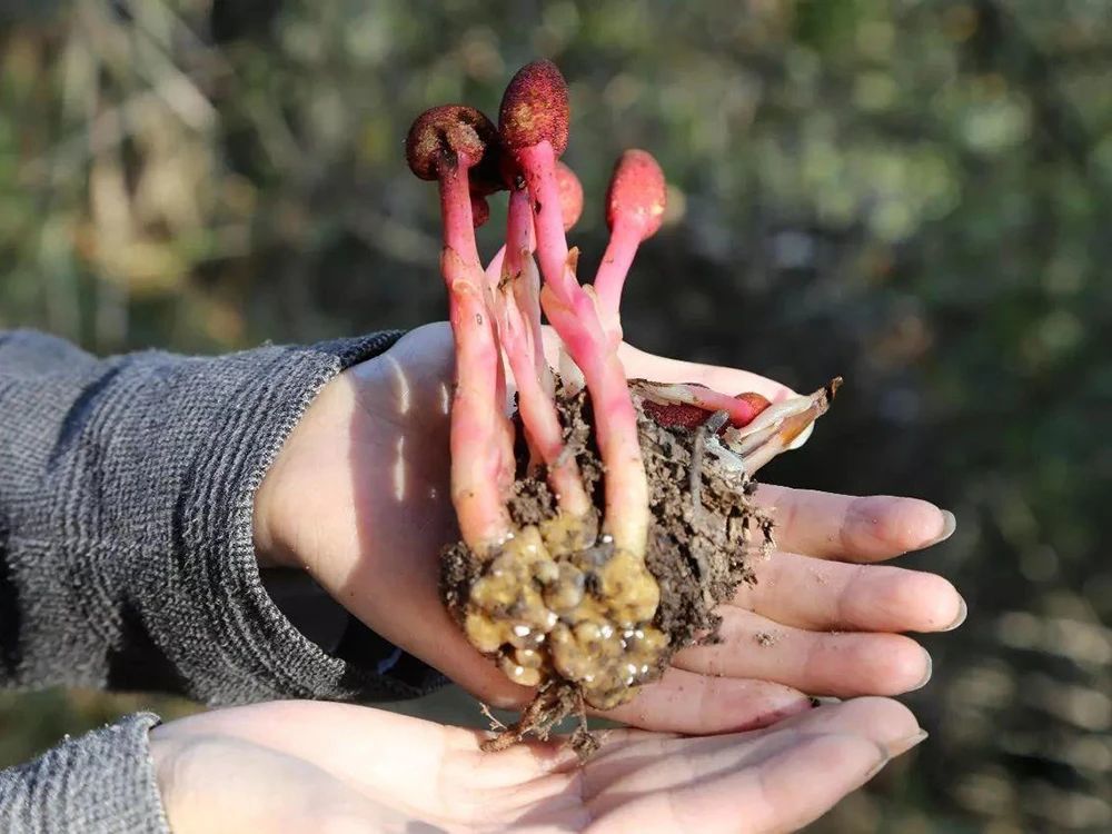 红冬蛇菰的价值.