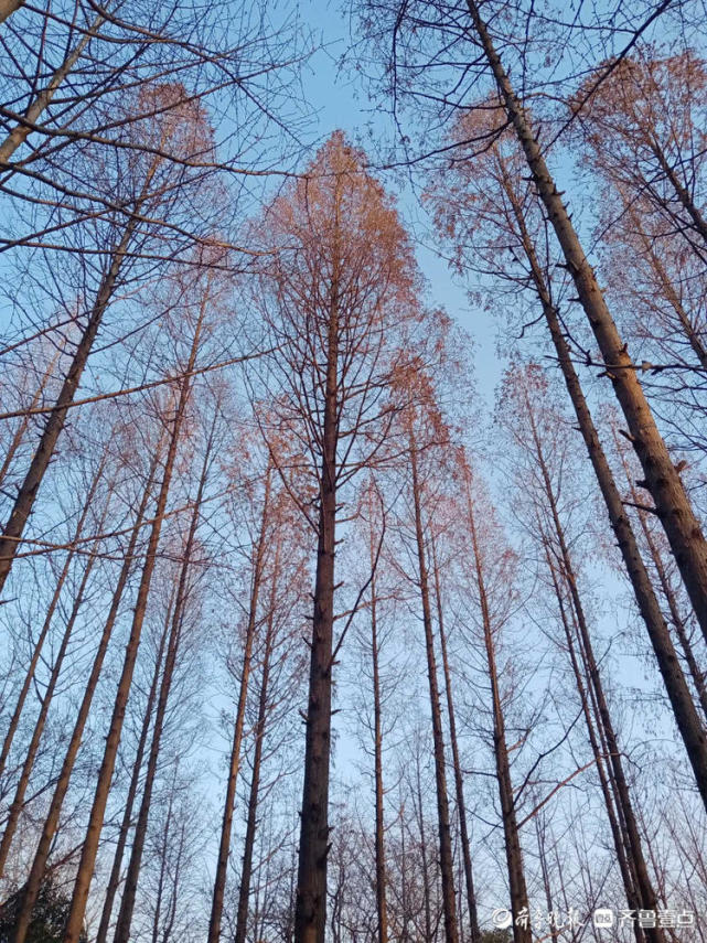 濟南大明湖挺拔筆直的水杉樹別有一景哦