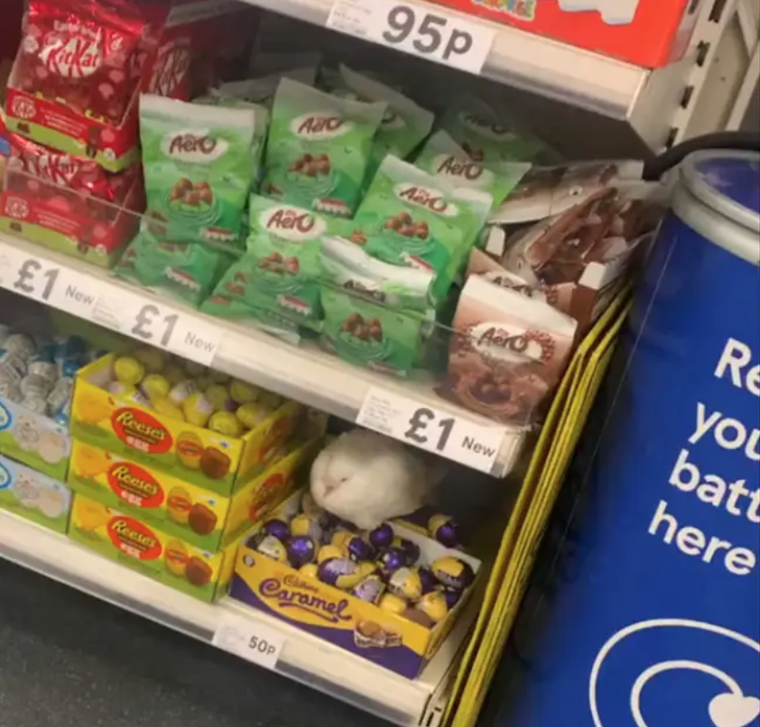 母鸽子出入伦敦超市成常客把吉百利巧克力蛋当孩子守护