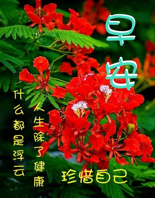 21最新漂亮早安图片鲜花带字最美早上好问候语图片带字温馨 腾讯新闻