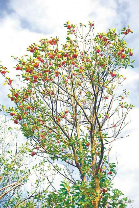 深圳梧桐山红花荷迎盛花期