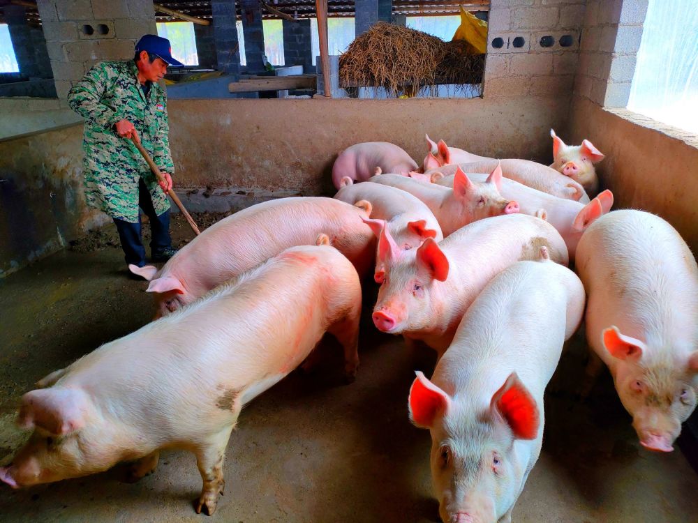 图片新闻|零陵:巧养猪致富 帮村民脱贫