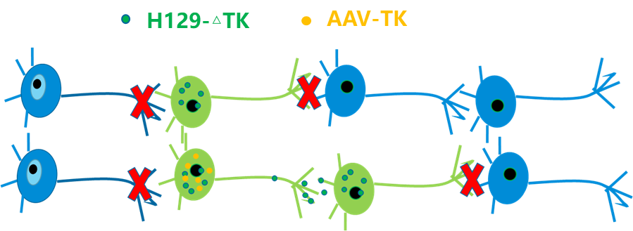 发现给予ai14小鼠大脑v1区注射高滴度的aav1-cre后,下游 sc,striatum