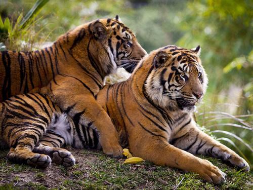 聊斋志异:殷郎中帮母老虎治病,进山采药遇狼群,老虎报恩救他