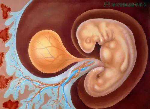 试管婴儿中,什么样的胚胎更容易着床?_腾讯网