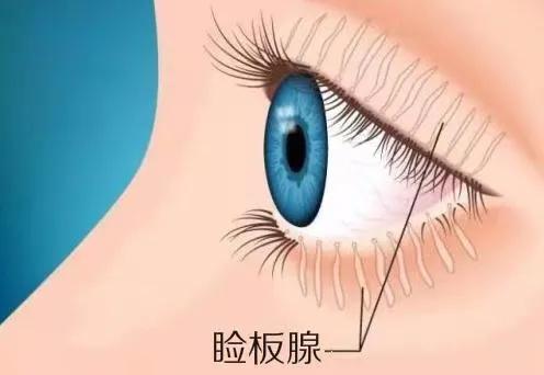 也就是勾勒眼线的睑缘部位,有睑板腺的开口,如果勾画位置不准确,或者
