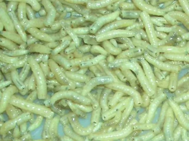 理想的饲料蛋白原料—蝇蛆干
