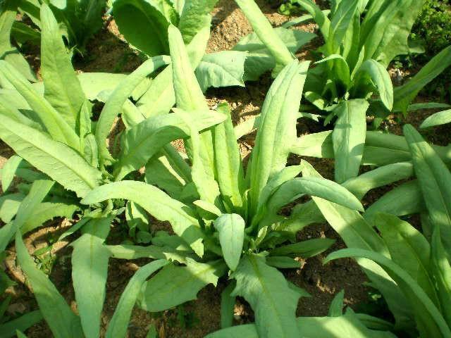 养猪种草,看看苦荬菜养殖效果如何?一年的亩产量到底有多少