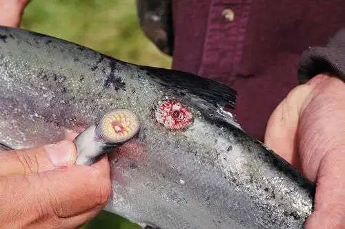 被七鳃鳗吸附过的鱼类,图片来源网络七鳃鳗也叫八目鳗,是鱼形动物中最