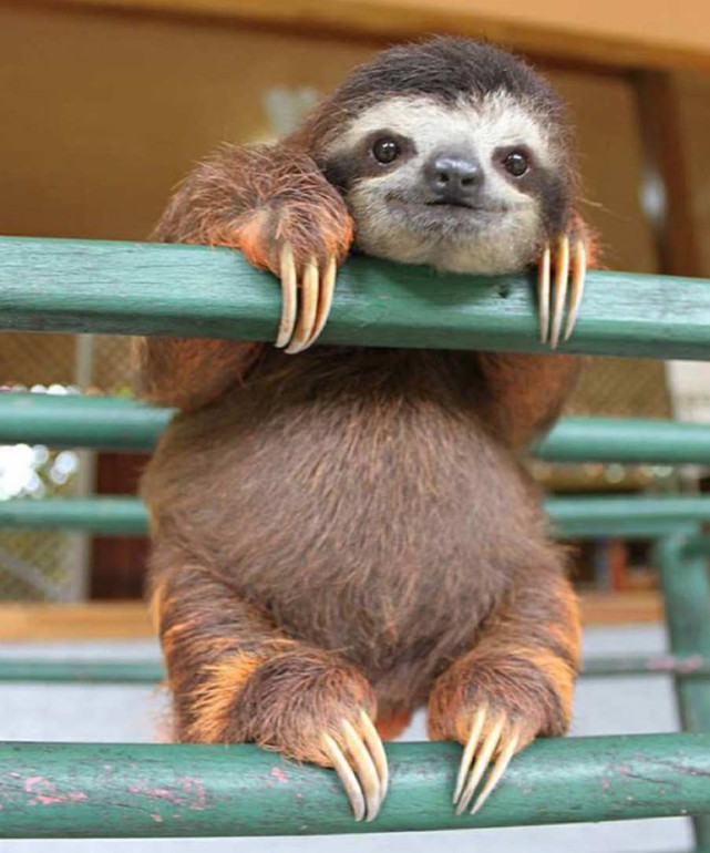 每天移动几十米,一顿饭消化一个月,节能环保这一块我们不如它