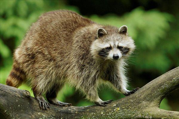 关于小浣熊的科普(小浣熊和小熊猫的区别以及浣熊是不是真的会吃猫)