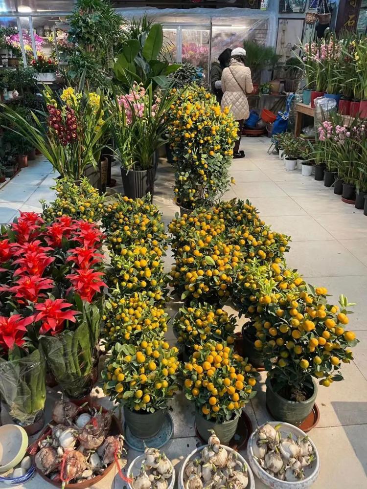 花卉市场常见花的品种图片
