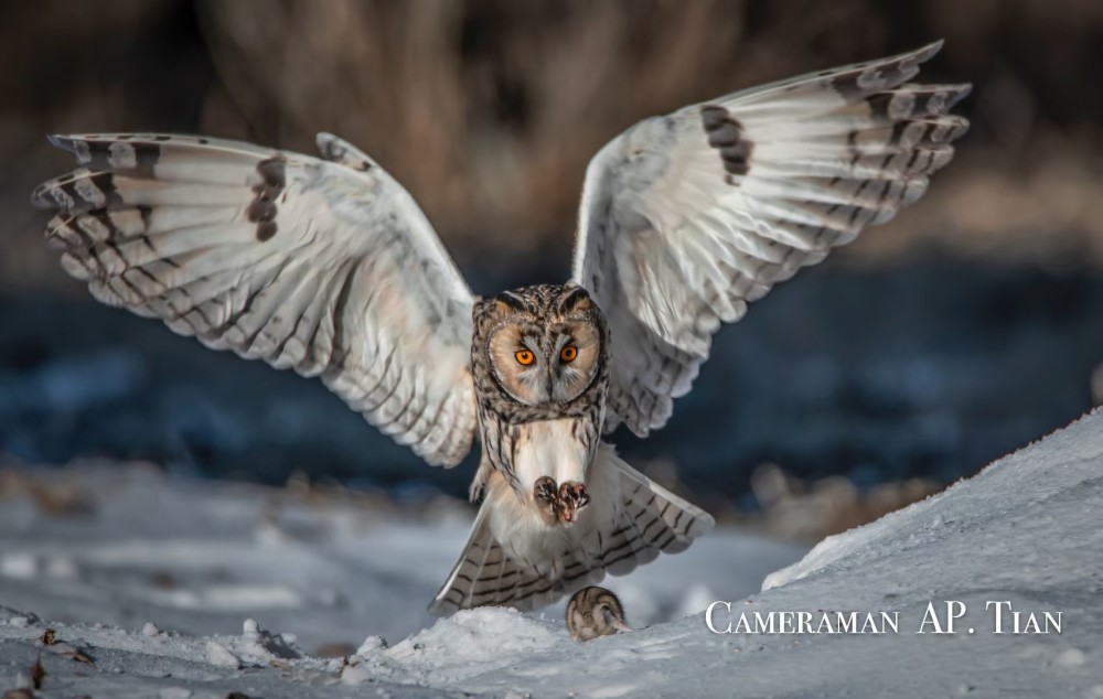 雪山中的猫头鹰