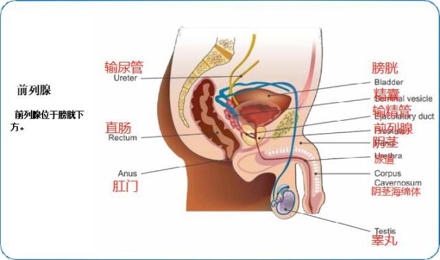 首先了解前列腺的结构灯塔肿瘤医生:前列腺癌是指发生在前列腺的上皮